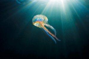 animals, Sunlight, Jellyfish, Sea, Underwater