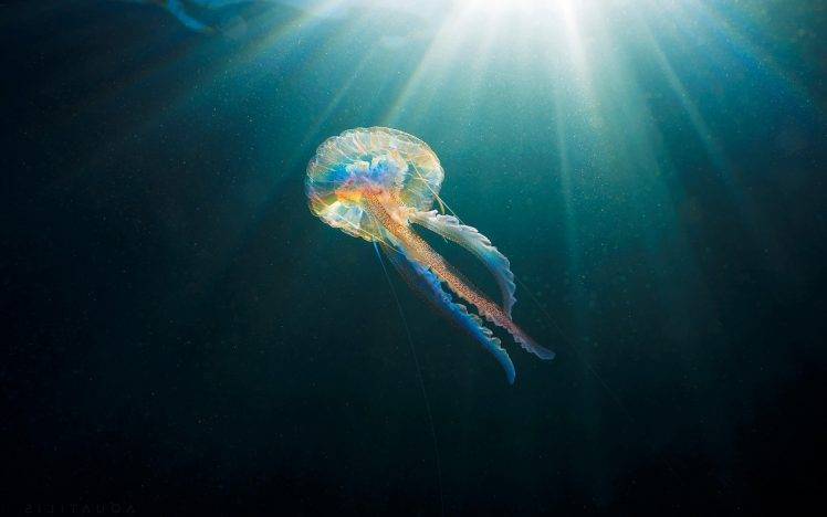 animals, Sunlight, Jellyfish, Sea, Underwater HD Wallpaper Desktop Background