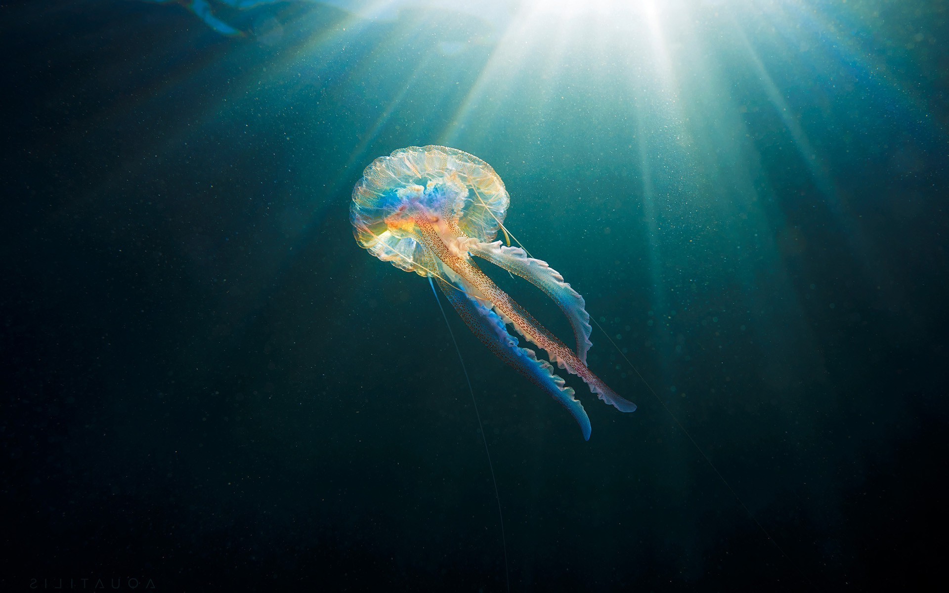 animals, Sunlight, Jellyfish, Sea, Underwater Wallpaper