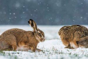 animals, Snow, Rabbits, Winter