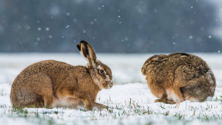 animals, Snow, Rabbits, Winter HD Wallpaper Desktop Background