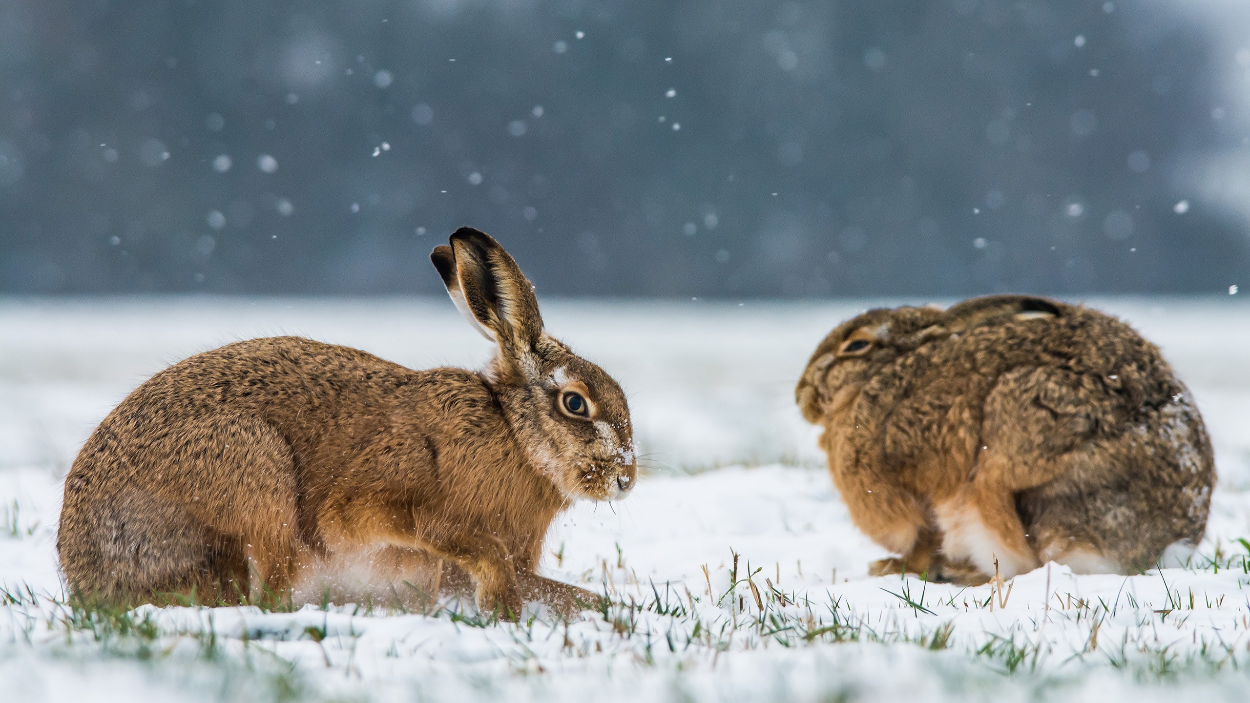 animals, Snow, Rabbits, Winter Wallpaper