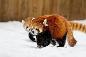 animals, Snow, Red Panda