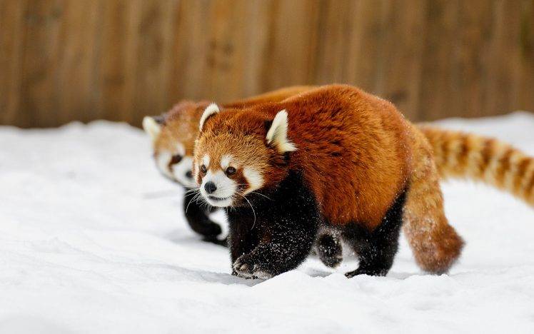 animals, Snow, Red Panda HD Wallpaper Desktop Background