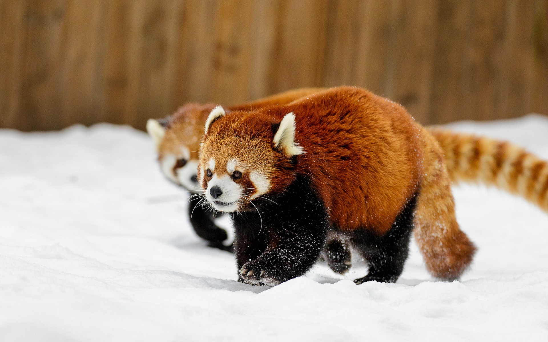 animals, Snow, Red Panda Wallpaper