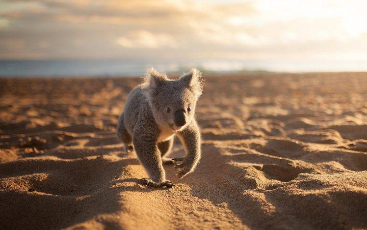 animals, Koalas, Beach, Sand HD Wallpaper Desktop Background