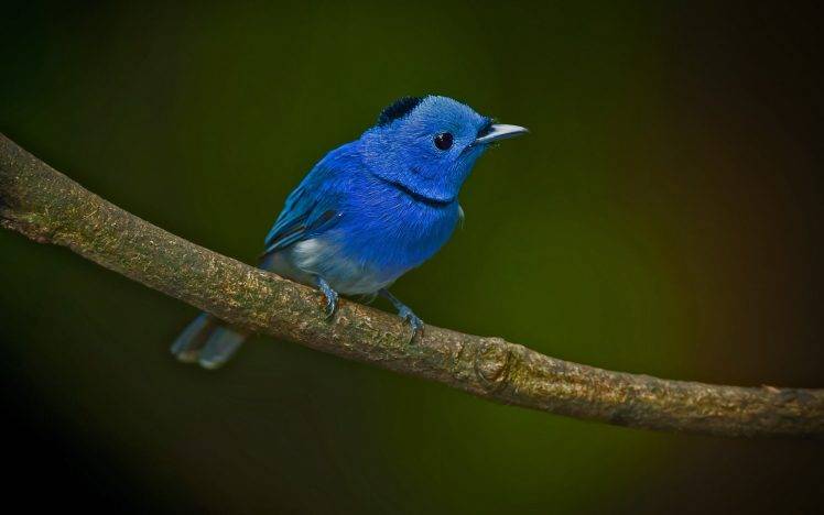 animals, Birds, Twigs, Blue HD Wallpaper Desktop Background