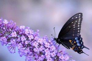 animals, Macro, Insect, Butterfly, Flowers, Purple Flowers