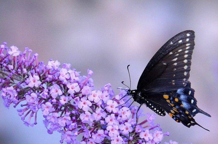 animals, Macro, Insect, Butterfly, Flowers, Purple Flowers HD Wallpaper Desktop Background