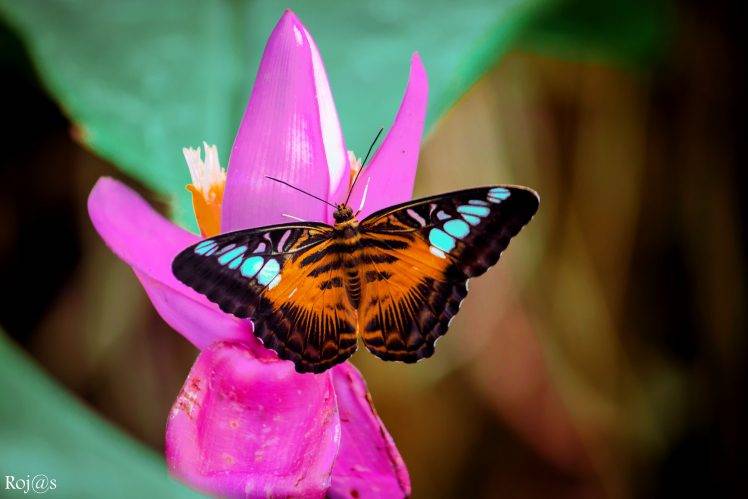 animals, Macro, Insect, Butterfly, Flowers, Pink Flowers HD Wallpaper Desktop Background