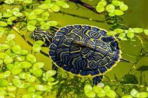 animals, Turtle, Reptile, Leaves, Water