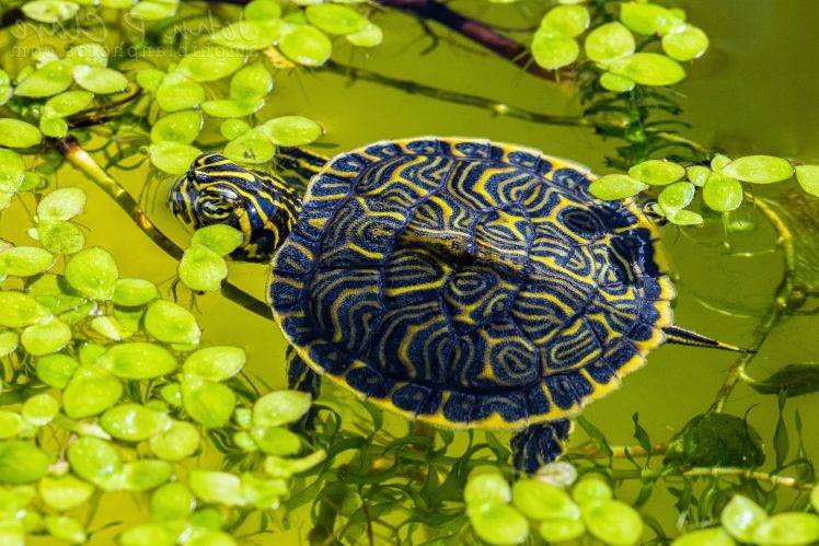 animals, Turtle, Reptile, Leaves, Water HD Wallpaper Desktop Background