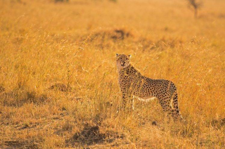animals, Cheetah, Savannah HD Wallpaper Desktop Background