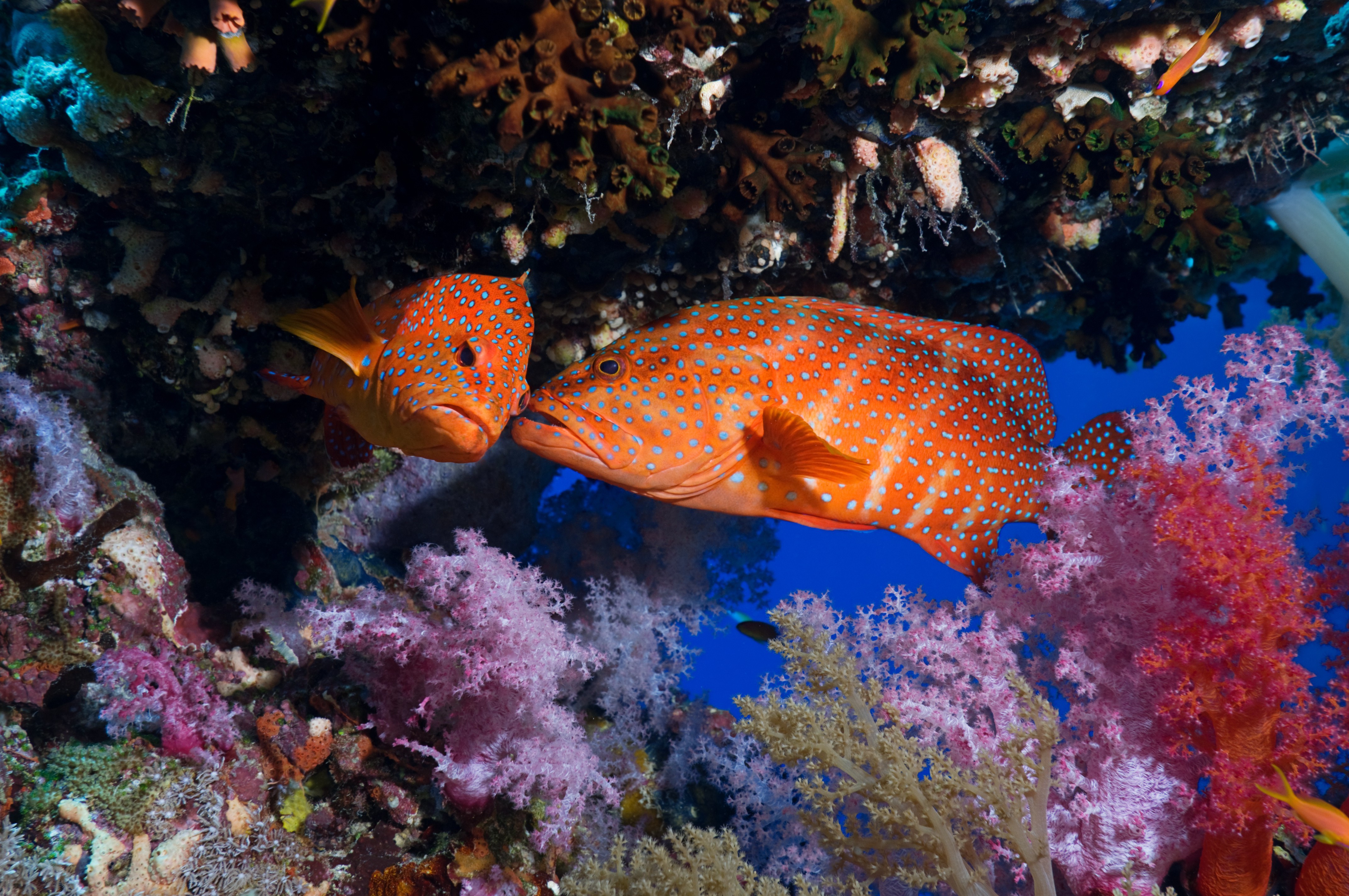 Animals National Geographic Fish Coral Underwater Wallpapers