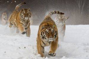 nature, Landscape, Siberian Tiger, Running, Animals, Big Cats, Winter, Snow