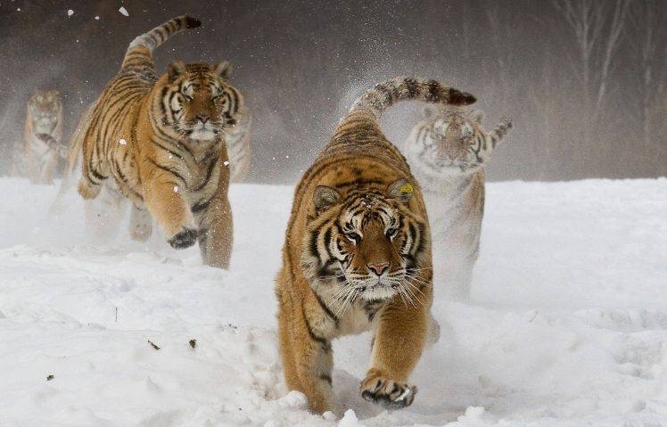 nature, Landscape, Siberian Tiger, Running, Animals, Big Cats, Winter, Snow HD Wallpaper Desktop Background