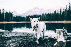 dog, Siberian Husky, Pond, Landscape, Animals