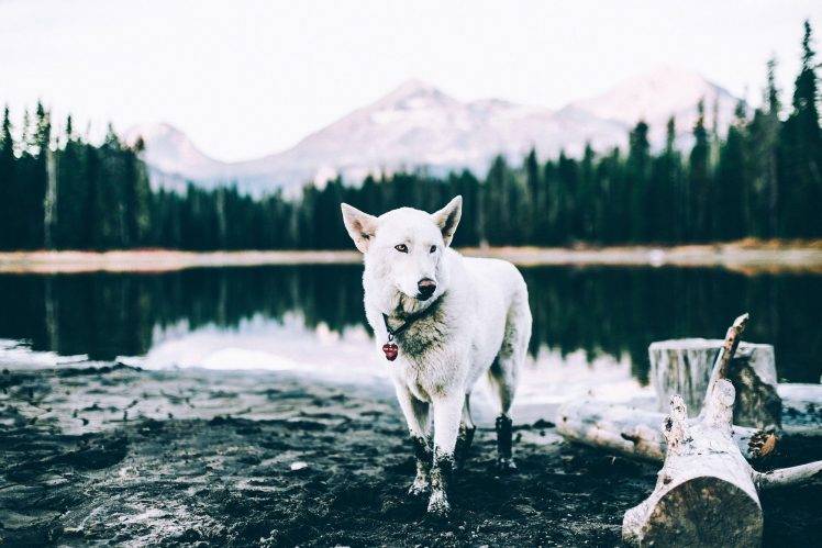dog, Siberian Husky, Pond, Landscape, Animals HD Wallpaper Desktop Background