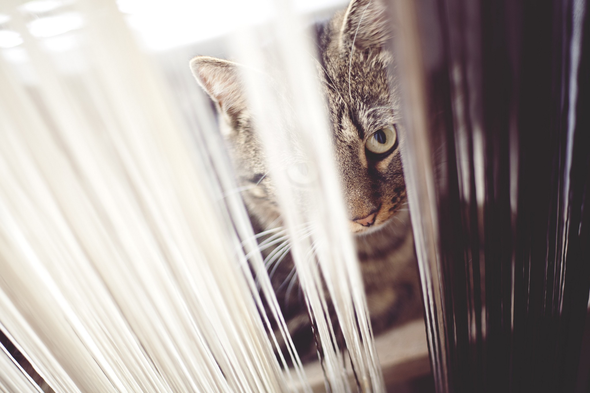 cat, Animals Wallpaper