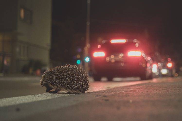 animals, Hedgehog, Urban HD Wallpaper Desktop Background