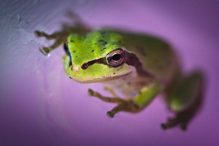 animals, Amphibian HD Wallpaper Desktop Background