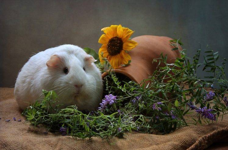 animals, Mammals, Guinea Pigs, Flowers HD Wallpaper Desktop Background