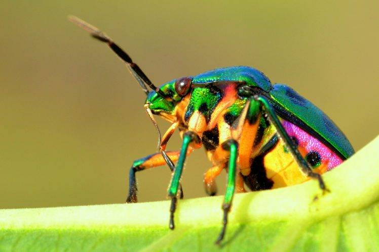 animals, Macro, Insect HD Wallpaper Desktop Background