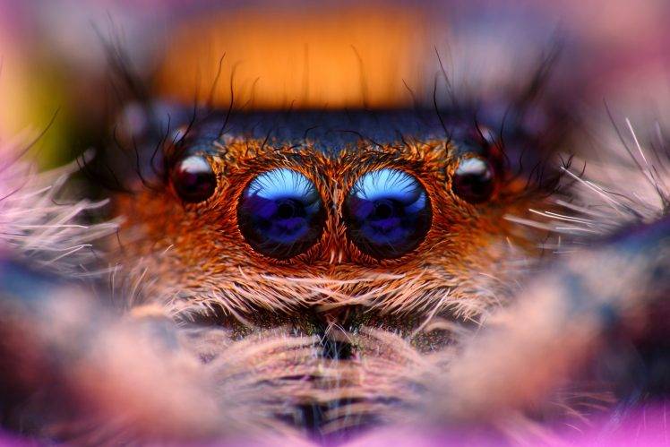 animals, Macro, Jumping Spider, Spider HD Wallpaper Desktop Background