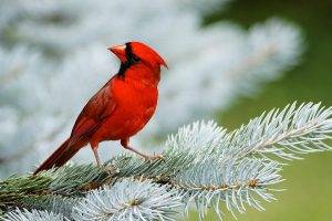 animals, Birds, Cardinals