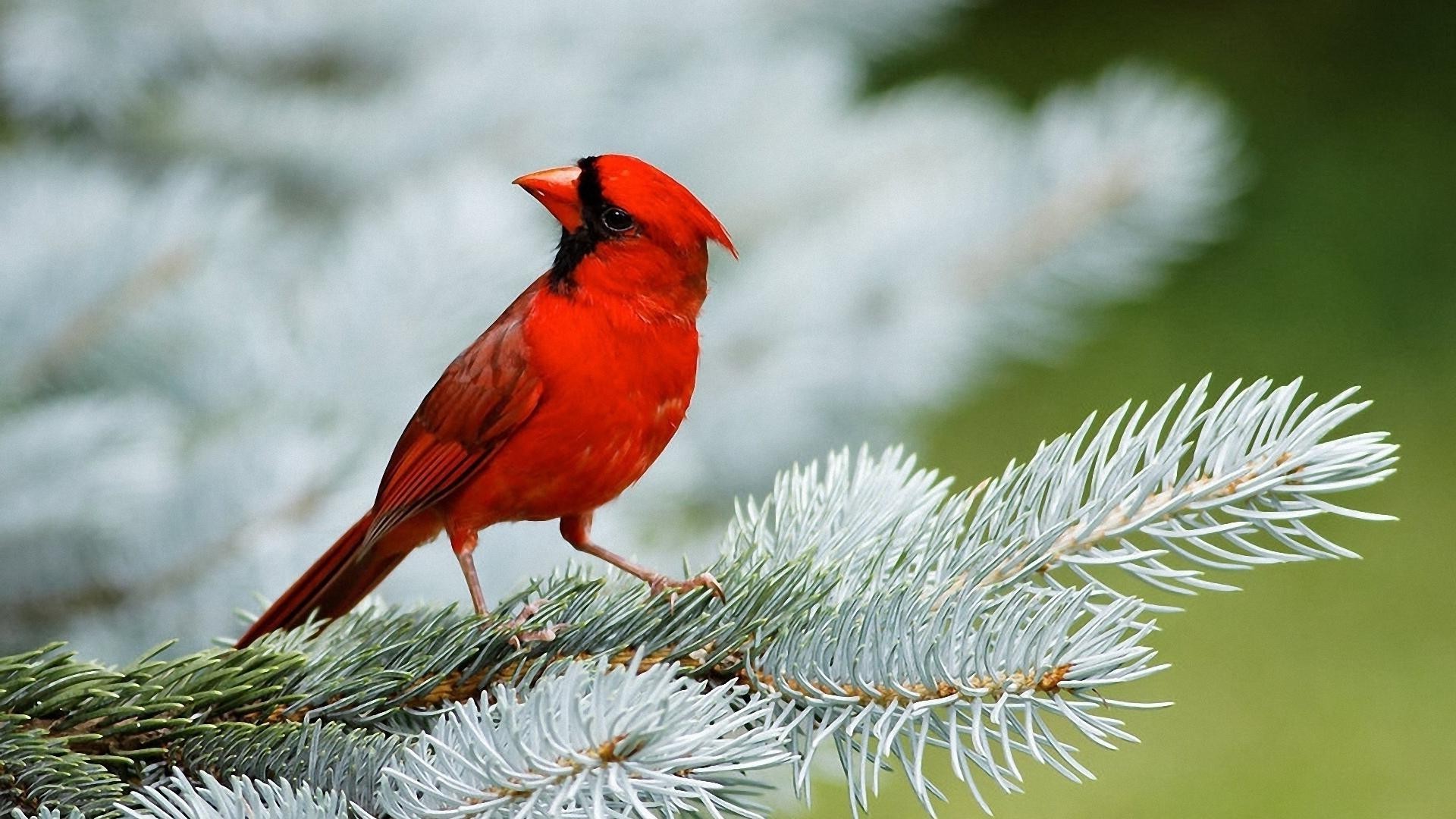 animals, Birds, Cardinals Wallpaper