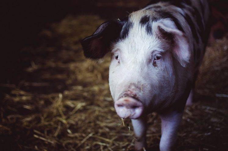 pigs, Animals HD Wallpaper Desktop Background