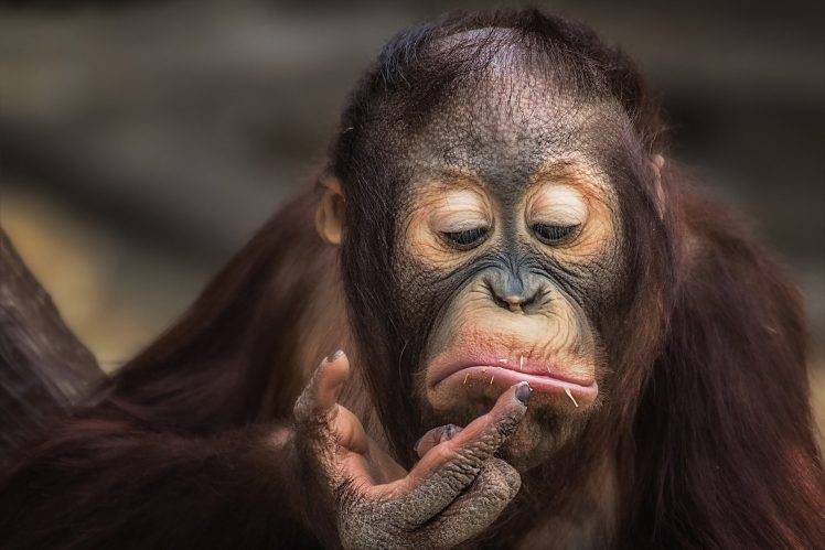 apes, Animals HD Wallpaper Desktop Background