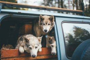 animals, Bokeh, Wood, Wolf, Jeep