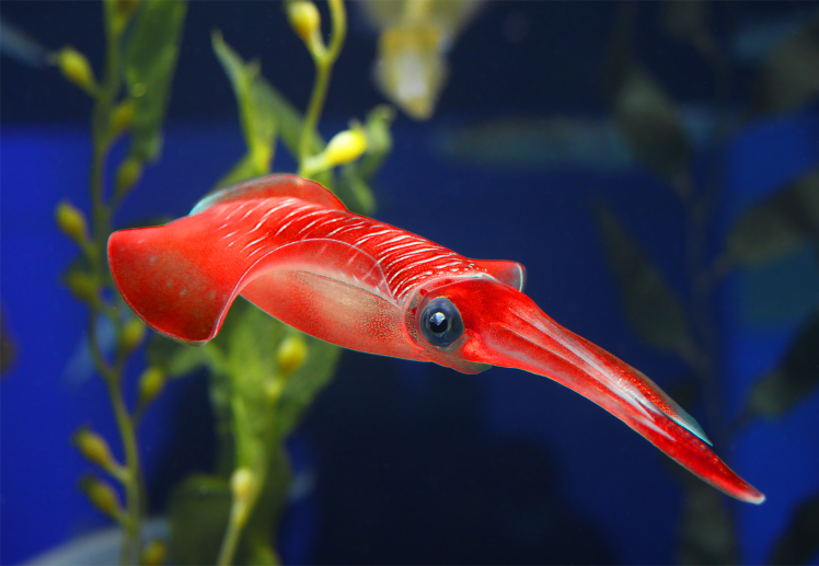 animals, Squids, Underwater, Closeup HD Wallpaper Desktop Background