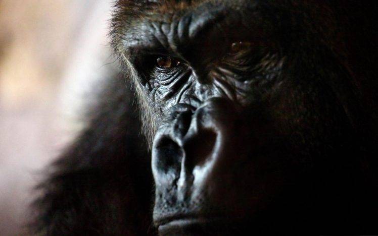 face, Animals, Gorillas, Closeup HD Wallpaper Desktop Background
