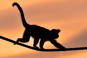 animals, Monkeys, Ropes, Silhouette