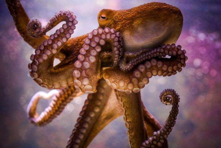 animals, Octopus, Bokeh HD Wallpaper Desktop Background