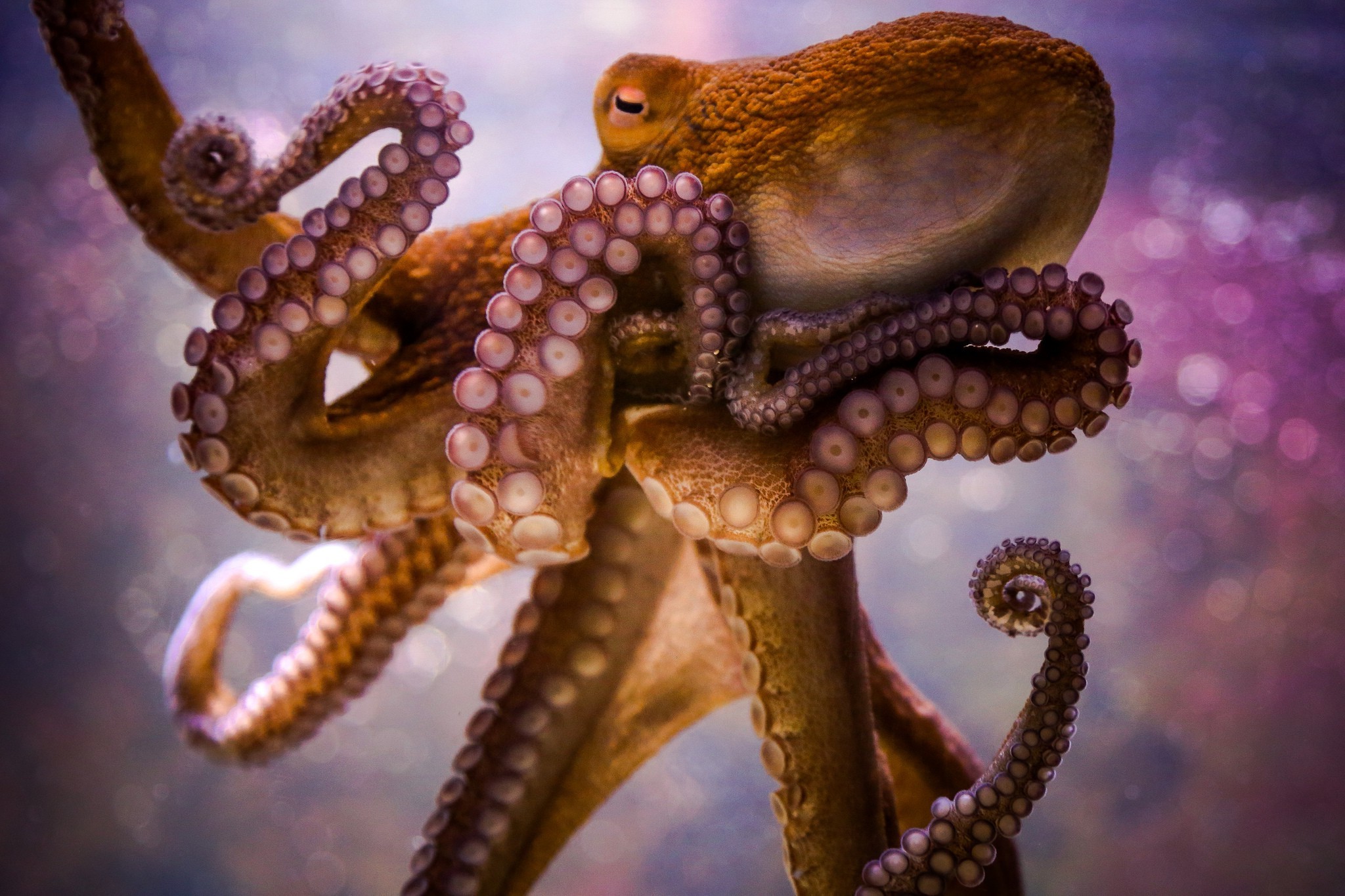 animals, Octopus, Bokeh Wallpaper
