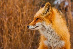 fox, Animals