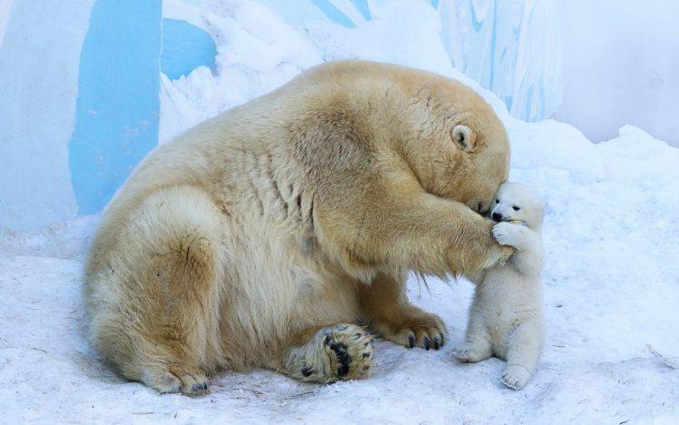 animals, Bears, Polar Bears HD Wallpaper Desktop Background