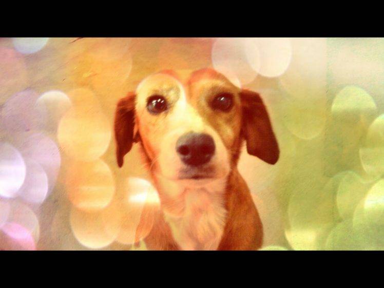 dog, Pet, Animals HD Wallpaper Desktop Background
