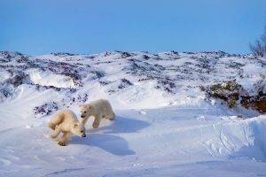 winter, Nature, Snow, Polar Bears, Animals, Playing