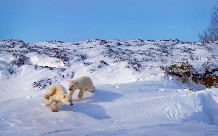 winter, Nature, Snow, Polar Bears, Animals, Playing HD Wallpaper Desktop Background