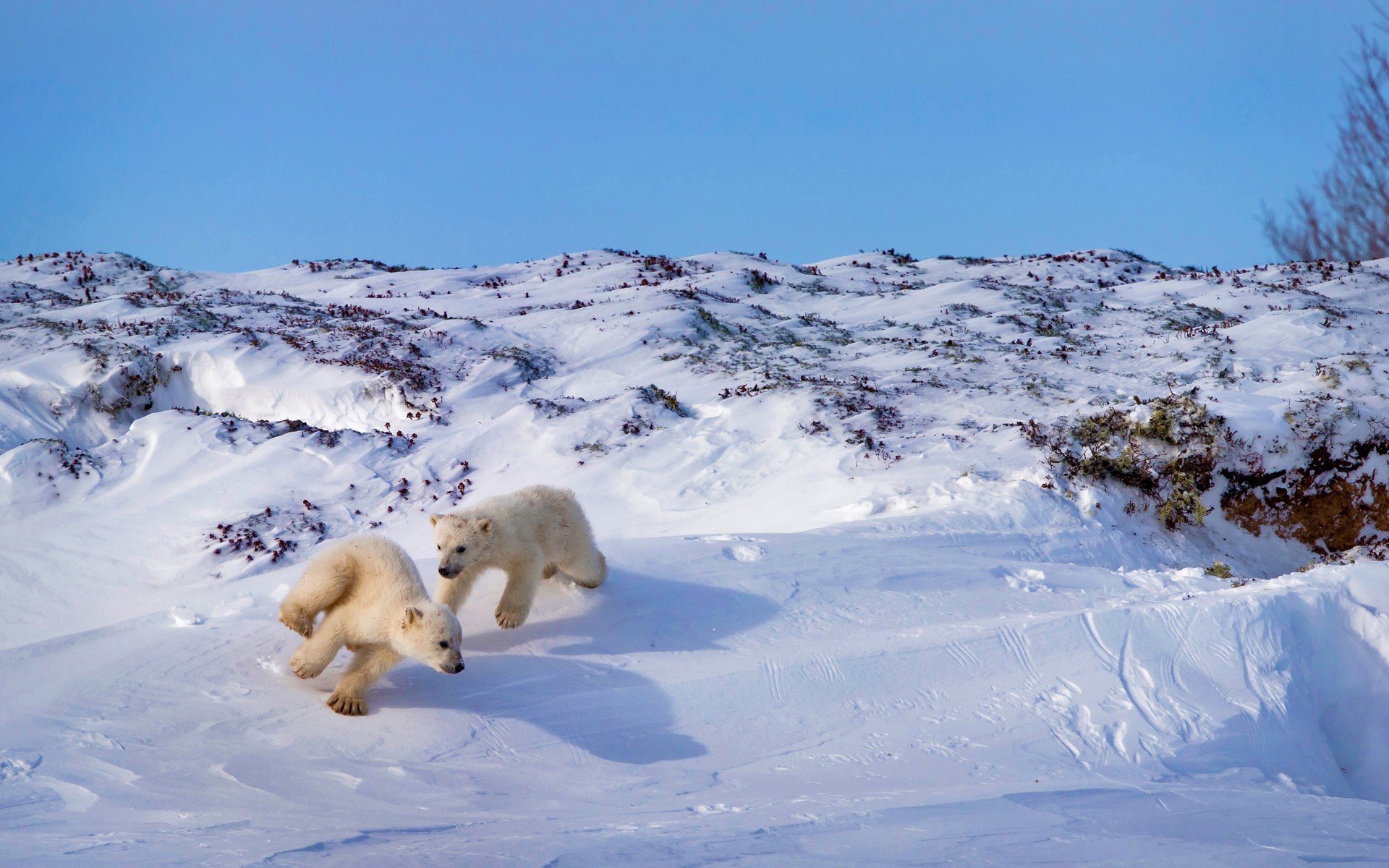 winter, Nature, Snow, Polar Bears, Animals, Playing Wallpaper