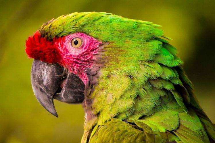 animals, Green, Parrot, Birds, Closeup HD Wallpaper Desktop Background