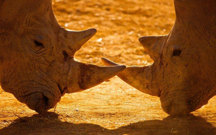 rhino, Animals HD Wallpaper Desktop Background