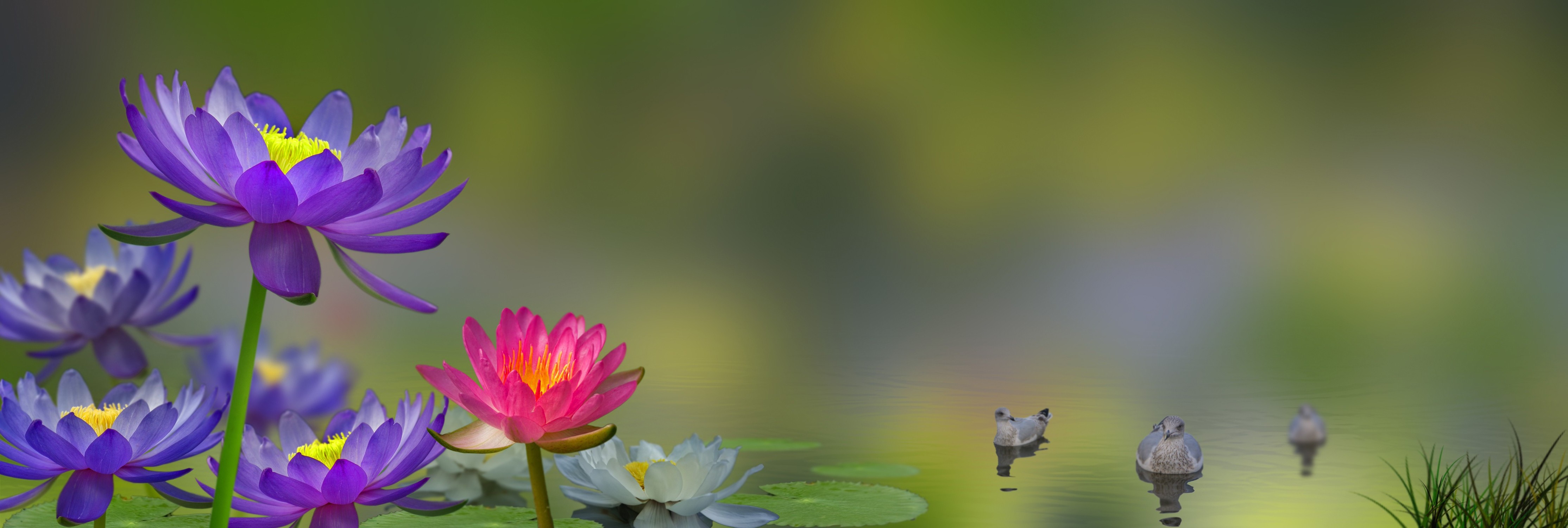 animals, Nature, Flowers Wallpaper