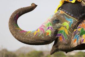 happy, Colorful, Animals, Elephants, India, Depth Of Field, Flowers, Painting, Festivals, Decorations, Nature