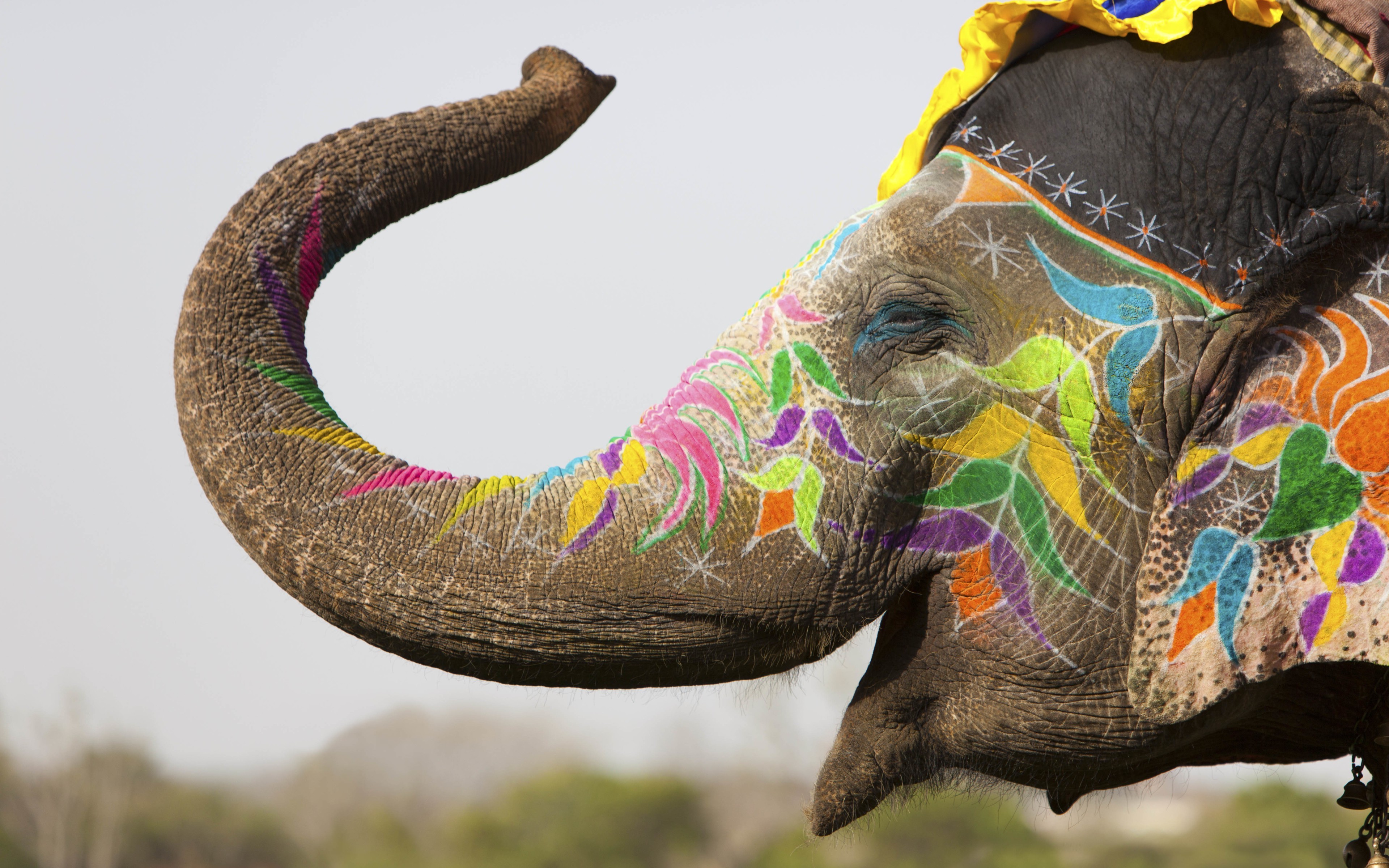 happy, Colorful, Animals, Elephants, India, Depth Of Field, Flowers, Painting, Festivals, Decorations, Nature Wallpaper