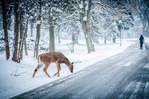landscape, Nature, Deer, Winter, Snow, Path, Trees
